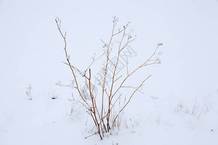 树枝下雪图片