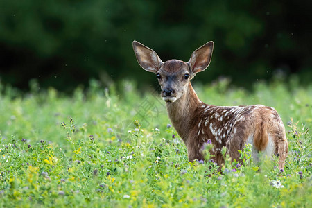 小鹿在夏季大自然中回望绿色草地背景图片
