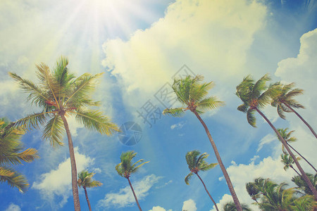 在蓝天的椰子棕榈树与白云图片