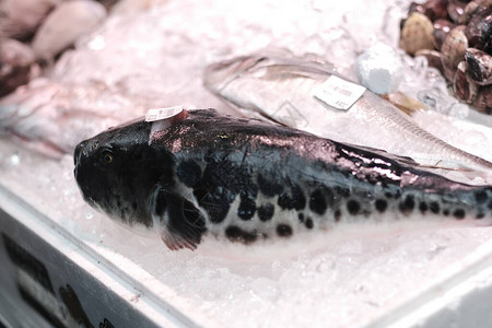 新鲜的生日本河豚鱼背景图片