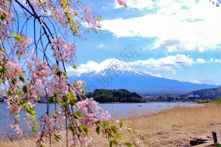 日本河口湖樱花盛开的富士山图片