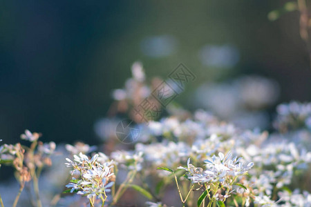 花园中美丽的白花朵的柔软和有选择聚焦点其图片