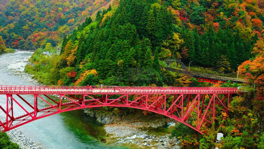 在日本富山秋季期间乘火车前往Kurobe峡谷的Yamabiko红桥和山河景色很美图片