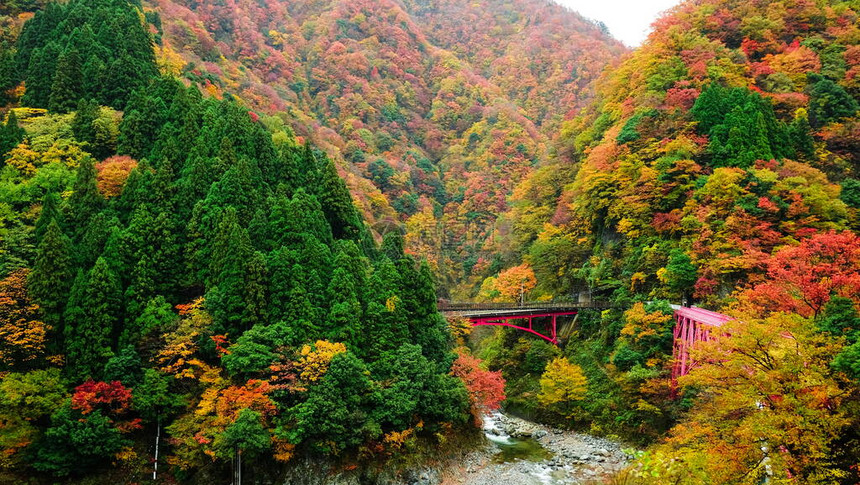在日本富山秋季期间乘火车前往Kurobe峡谷的Yamabiko红桥和山河景色很美图片