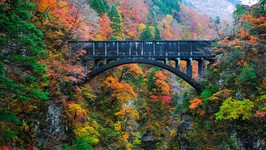 在秋季日本富山Leaves的颜色变化期间图片