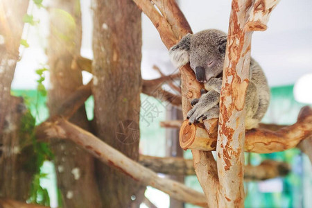 一只澳大利亚的Koala熊在树枝图片