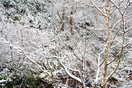有雪背景的冬天森林图片