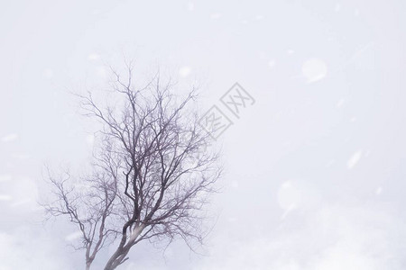 秋天有雾云烟的干枯树枝和雪风效图片