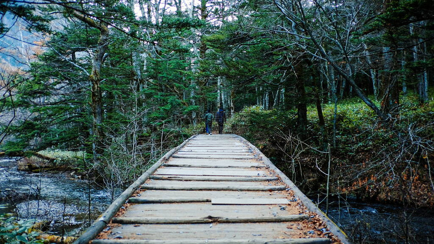 古老的木桥通向丛林热带雨林图片