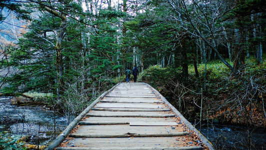 古老的木桥通向丛林热带雨林图片