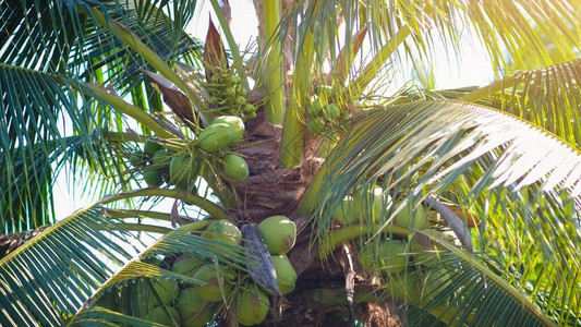 用绿叶和阳光把树上的热带水果椰图片