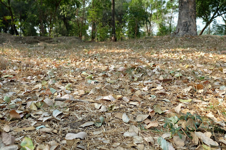 秋天公园里落下的干叶图片