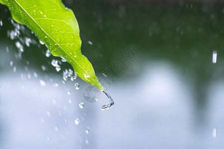 从绿叶上滴下近距离的雨水喷洒着水滴背景生态概念复制空图片