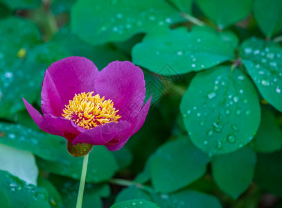 明亮的粉色紫花朵露水或植物园里的雨水滴图片