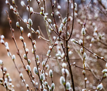 褪色柳树枝与柳絮春天背景图片
