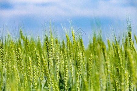 小麦或黑麦的绿色特写镜头在领域的乌克兰小麦农业领域背景图片