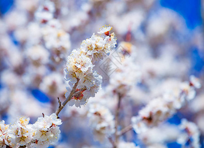 春天的杏梅树开花图片