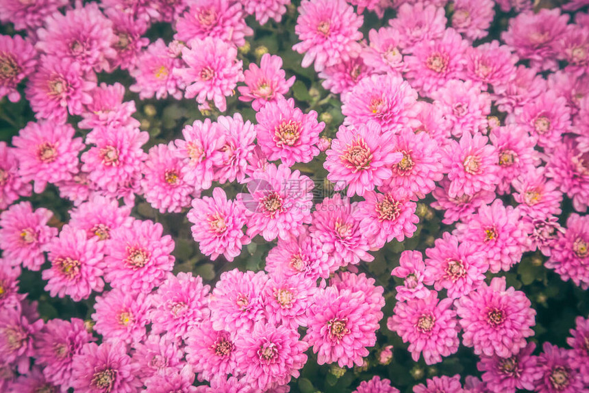 粉红的鲜花菊花千万美丽的图片