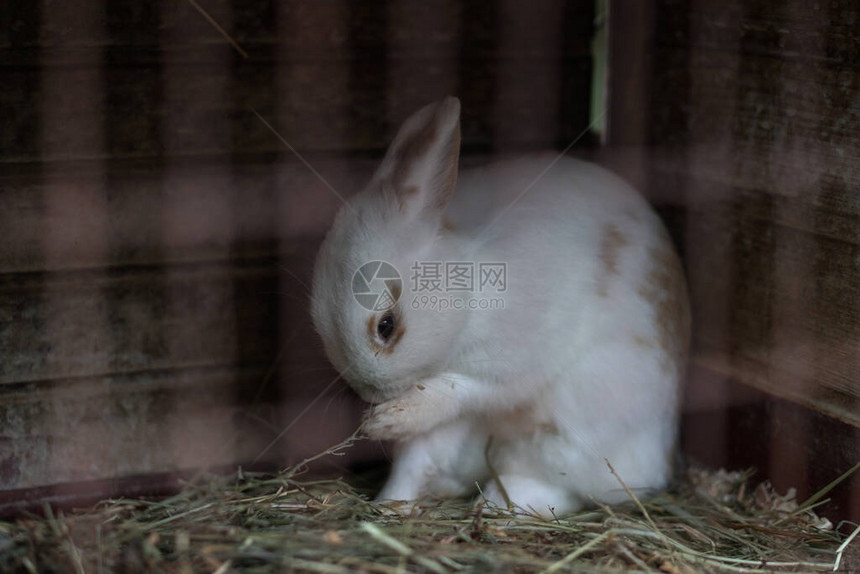 笼子里的小兔子一家人的毛绒兔图片