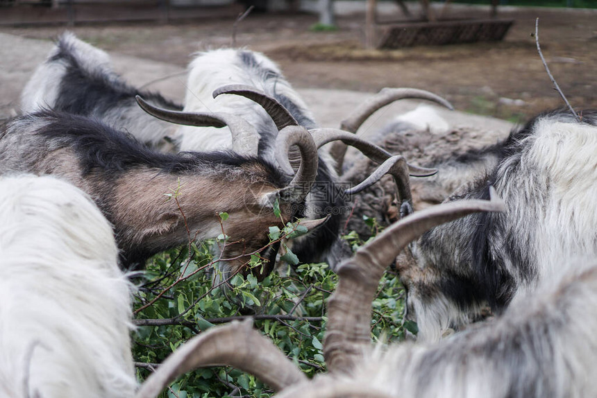 围篱后面的羊和山羊吃东西农场图片