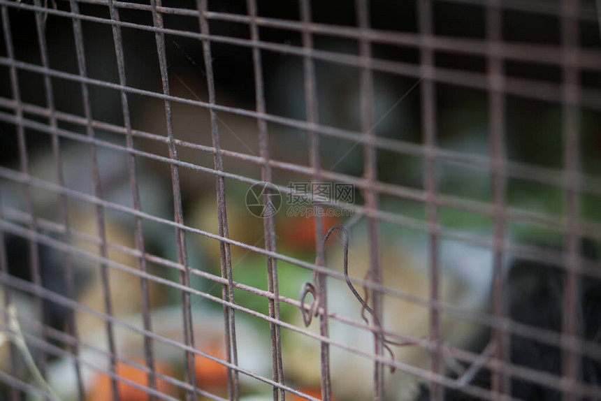 笼子里的小的毛绒兔图片