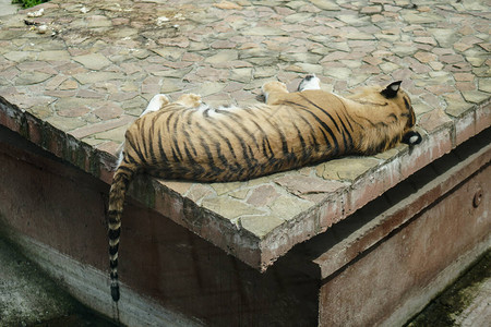 老虎躺在动物园的医院里被囚禁图片