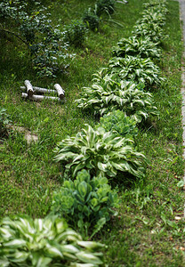 夏季花朵草地多彩公园花棚上的花朵图片