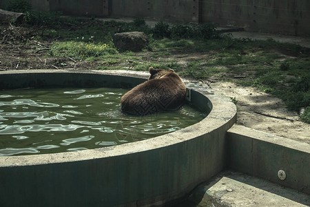 熊在动物园游泳池和大自然中游泳动物在湖图片