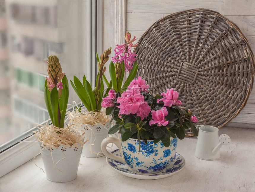 玻璃窗上装饰水罐旁的旧锅中的粉色azaleas和hya图片