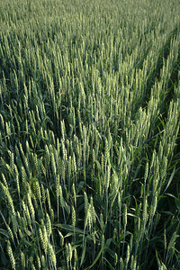用小麦和谷物播种农田大麦和燕麦的小穗用面包做食物的农业花园图片
