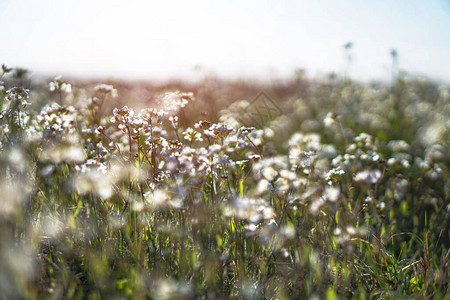 春天的大草地上盛开着美丽的花朵阳光下的四月花大自然中的股图片