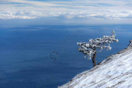 冬天靠海的一棵孤松树与山的冬天蓝色风景自然背景与文本空间在海图片