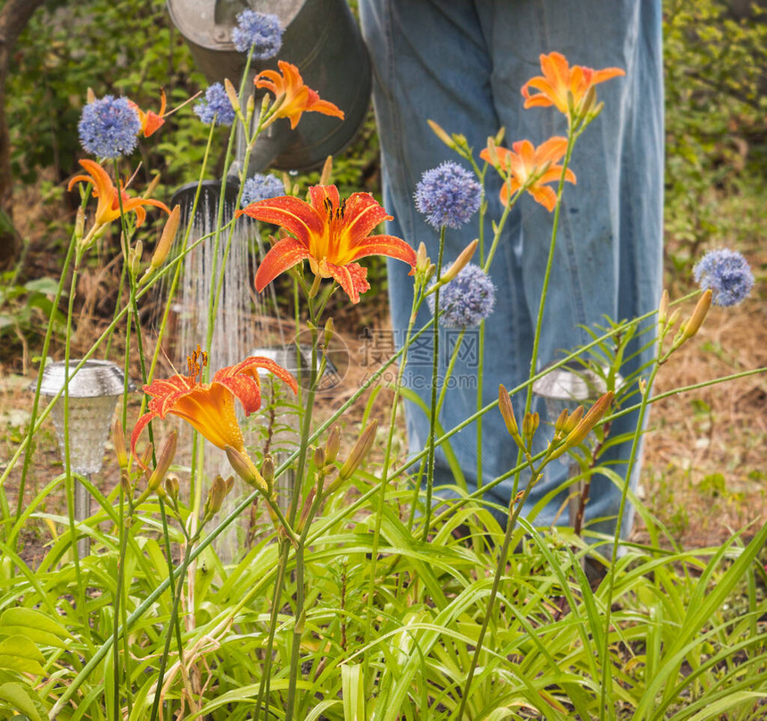 园丁从水罐中用蓝和橙色日光来浇灌一个有蓝色图片