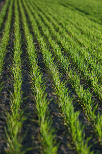 种植有小麦和谷物的农场田图片