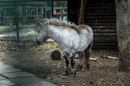 马在围场动物养殖的农场主题图片