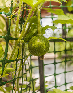 在阳台上种植早熟西瓜品种格子架上正图片