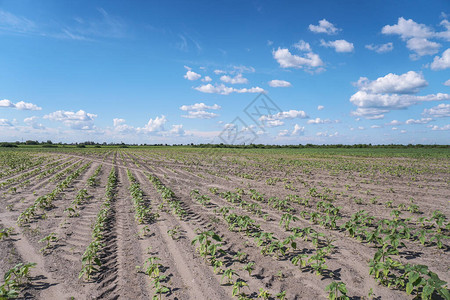 种植作物农田农业部门的肥沃土地花园里黑土上的食物图片