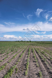 种植作物农田农业部门的肥沃土地花园里黑土上的食物图片