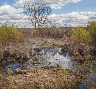 洪泛区波列西捷列夫河附近洪水泛滥后的春季草甸背景