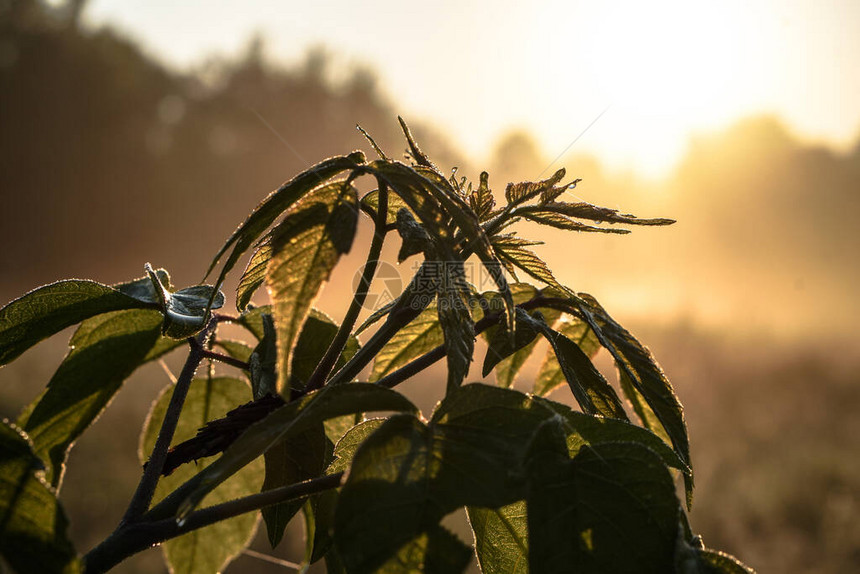 明雾和阳光下美丽的早起风景夜晚树枝会发光设计时的牲畜自然背景图片