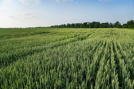 用小麦和谷物播种农田大麦和燕麦的小穗用面包做食物的农业花园图片