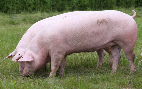 养猪殖和饲养家猪有机畜牧业是畜牧图片