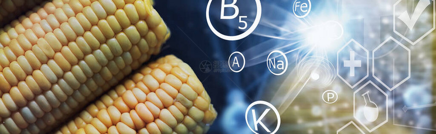 用盐新鲜制作的香玉米穗农场小吃新鲜玉米健康早餐和健康生图片