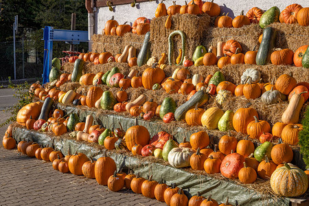 秋季市场上的南瓜和葫芦装饰图片