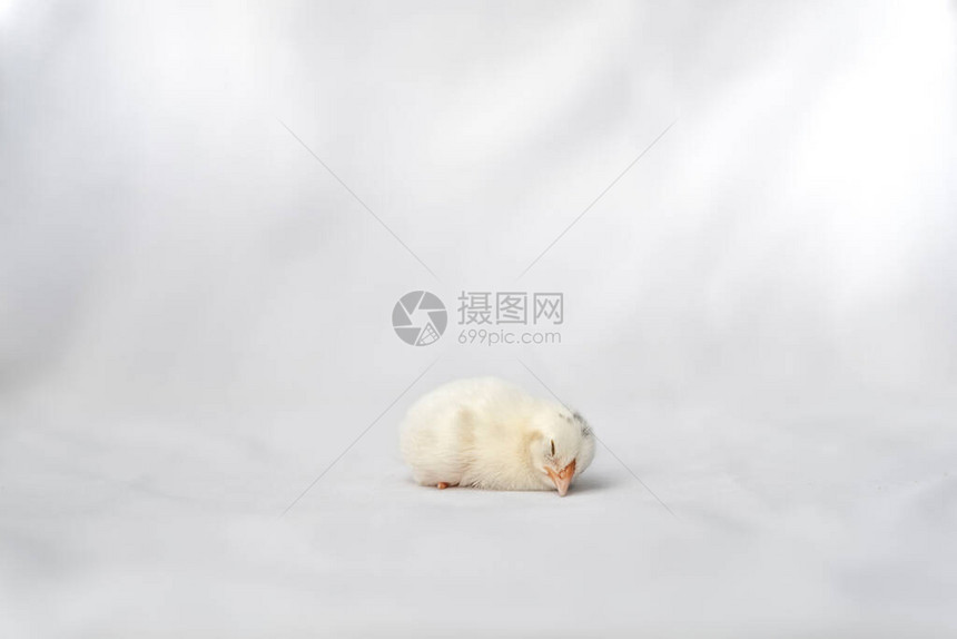睡着的白人阿彭策勒鸡在白图片