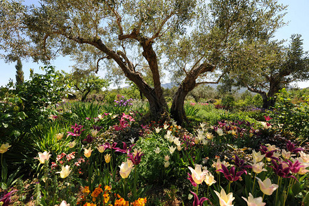 春秋在美丽的地中海花园中种植了含郁金香和图片