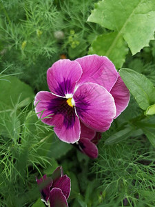 绿色花园中可爱的紫色花图片