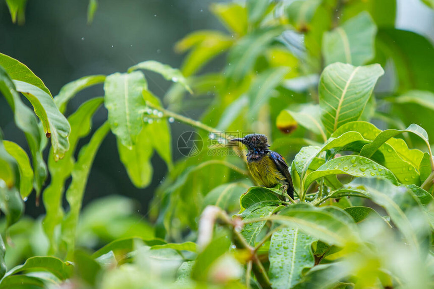 美丽的小太阳鸟享受芒果树上的雨滴关闭热带地区五颜六色的小鸟在树上提神并吃雨水图片