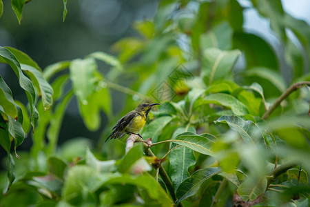 美丽的小太阳鸟享受芒果树上的雨滴关闭热带地区五颜六色的小鸟在树上提神并吃雨水背景图片