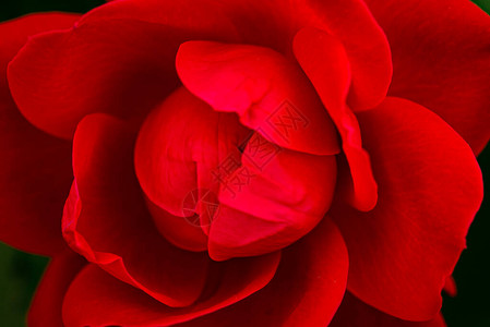 红玫瑰在花园的分行上玫瑰图片